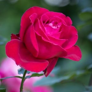 Meet your Posher, Jayda